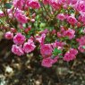 Evergreen Azalea Babuschka