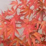 Acer palmatum 'Osakazuki'  AGM