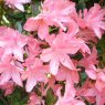 Evergreen Azalea Blaauw's Pink  AGM