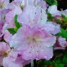 Evergreen Azalea Blue Moon