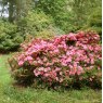 Evergreen Azalea Chippewa