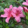 Evergreen Azalea Chippewa