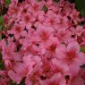 Evergreen Azalea Chippewa