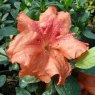 Evergreen Azalea Dear Grandad