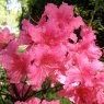 Evergreen Azalea Dear Grandma