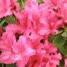 Evergreen Azalea Dear Grandma