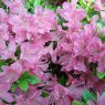 Evergreen Azalea Diamant Lilac