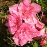 Evergreen Azalea Edna Bee