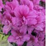 Evergreen Azalea Flower Arranger