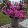 Evergreen Azalea Flower Arranger