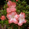 Evergreen Azalea Frosted Orange