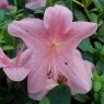 Evergreen Azalea Gaiety