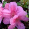 Evergreen Azalea Gaiety