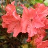 Evergreen Azalea Geisha Orange