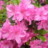 Evergreen Azalea Geisha Purple