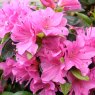 Evergreen Azalea Geisha Purple