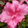 Evergreen Azalea George Hyde