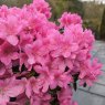 Evergreen Azalea Gilbert Mullie