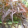 Acer palmatum 'Red Pygmy'  AGM
