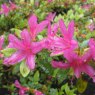 Evergreen Azalea Hatsu-giri