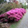 Evergreen Azalea Hatsu-giri