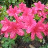 Evergreen Azalea Hinodegiri