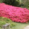 Evergreen Azalea Hinodegiri