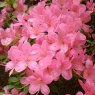 Evergreen Azalea Hinomayo  AGM