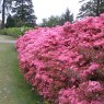 Evergreen Azalea Hinomayo  AGM