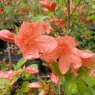 Evergreen Azalea kaempferi 'Damio'