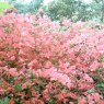 Evergreen Azalea kaempferi Firefly