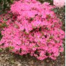 Evergreen Azalea Kermesina