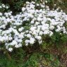 Evergreen Azalea kiusianum  'Album'  AGM