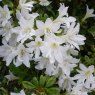 Evergreen Azalea Kure-no-yuki