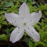 Evergreen Azalea Liliatum