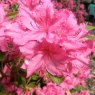 Evergreen Azalea Louise Dowdle