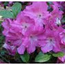 Evergreen Azalea Martha Hitchcock