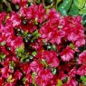 Evergreen Azalea Maruschka AGM