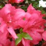 Evergreen Azalea Maruschka AGM