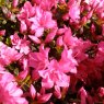 Evergreen Azalea Melina