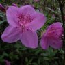 Evergreen Azalea Merlin