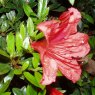 Evergreen Azalea nakaharae AGM (orange form)