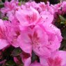 Evergreen Azalea Peppina