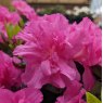 Evergreen Azalea Petticoat