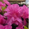 Evergreen Azalea Petticoat