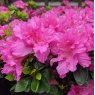 Evergreen Azalea Petticoat