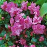 Evergreen Azalea Petticoat STANDARD