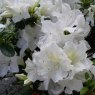 Evergreen Azalea Pleasant White