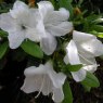 Evergreen Azalea Pleasant White