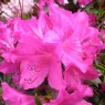 Evergreen Azalea Purple Triumph  AGM